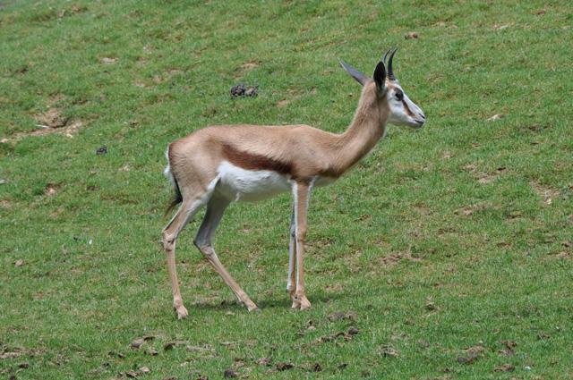 min 2013 07 06 beauval 086